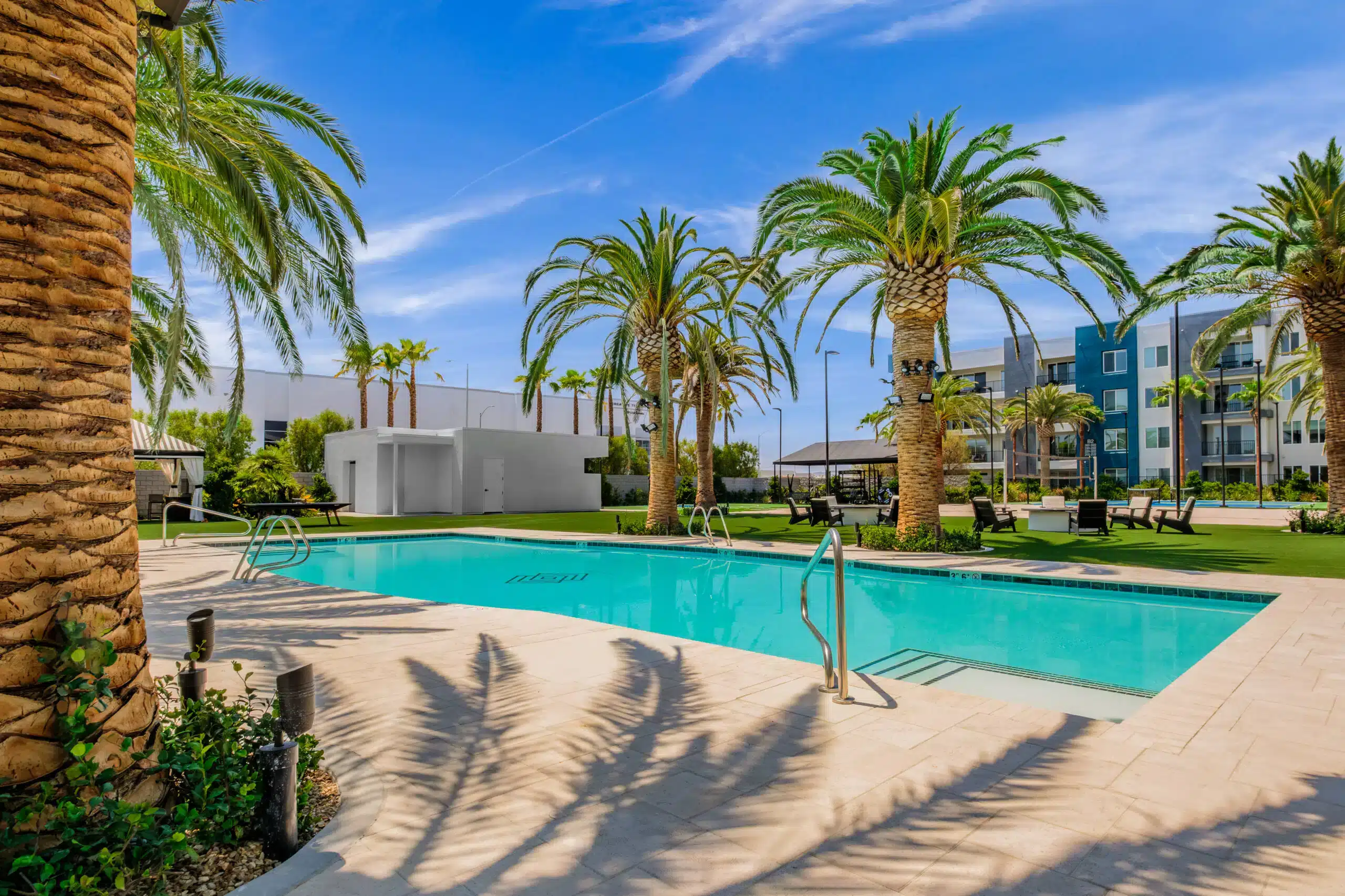 swimming pool and palm trees